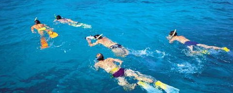 Aristocat Snorkel And Scuba Port Douglas - Accommodation Fremantle 4