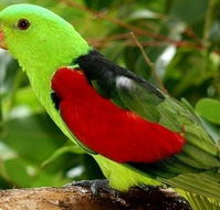 Birdworld Kuranda - Accommodation Fremantle