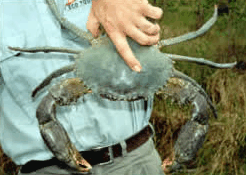 Whitsunday Crocodile Safari - Accommodation Fremantle