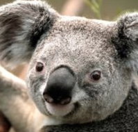 Wildlife Habitat - Accommodation Fremantle