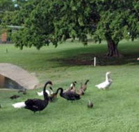 Anzac Park and Ululah Lagoon - Accommodation Fremantle