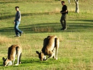 Araucaria Ecotours - Accommodation Fremantle 0