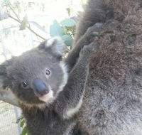 West Oz Wildlife Petting Zoos - Accommodation Fremantle