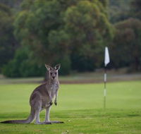 Anglesea Golf Club - Accommodation Fremantle