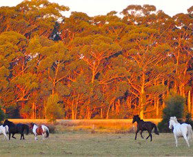 Horse Riding At Oaks Ranch And Country Club - Accommodation Fremantle 1