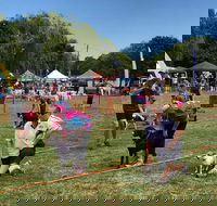 Dogs in the Park Orange - Accommodation Fremantle