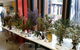 Grampians Wildflower Show - thumb 0