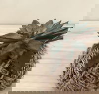 Kokedama Workshop - Accommodation Fremantle