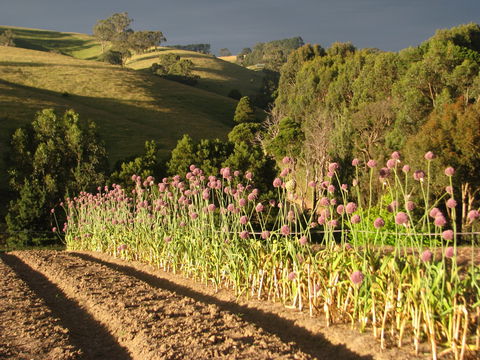 Meeniyan Garlic Festival - Accommodation Fremantle 1