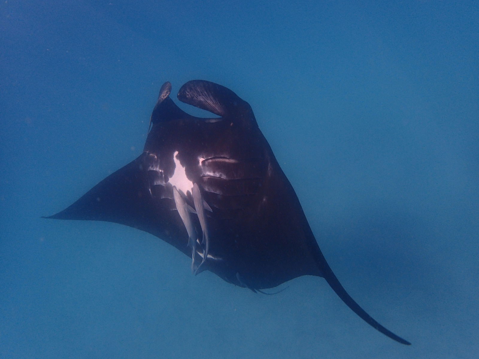 Inggarda WA Accommodation Fremantle