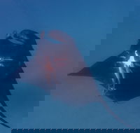 Project Manta Ningaloo Reef Western Australia - Accommodation Fremantle