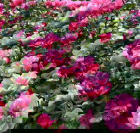 2020 Woolmers Estate Festival of Roses - Accommodation Fremantle