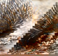 Aussie Wildlife Course - October Condensed Weekend Course - Accommodation Fremantle