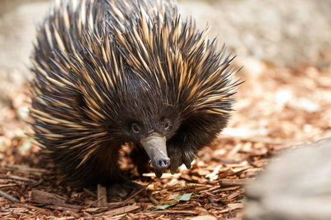 Aussie Wildlife Course - October Condensed Weekend Course - Accommodation Fremantle 0