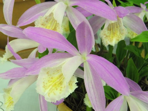 Blackheath Flower And Craft Show - Accommodation Fremantle 2