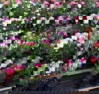 Culburra Beach Monthly Markets - Accommodation Fremantle