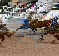 Dalgety Team Penning - Accommodation Fremantle