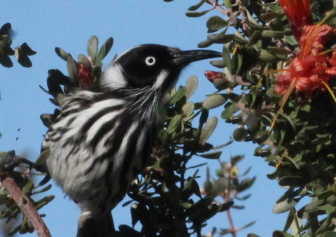 Esperance Wildflower Festival - Accommodation Fremantle 0