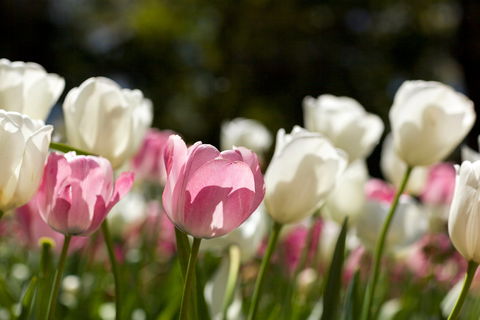 Floriade: Reimagined - Accommodation Fremantle 0