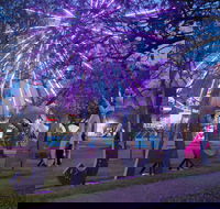 Grafton Jacaranda Festival - Accommodation Fremantle
