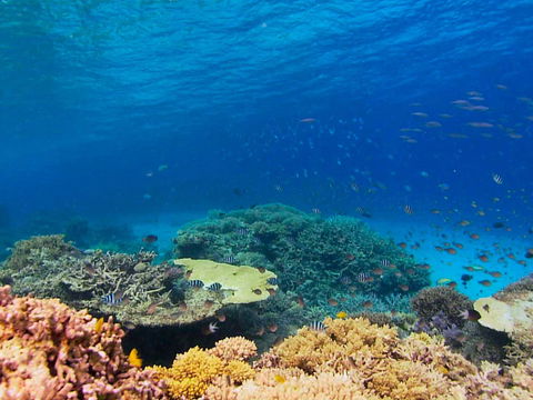 Recovery Of The Great Barrier Reef - Accommodation Fremantle 0