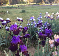 Riverina Iris Farm Open Garden and Iris Display - Accommodation Fremantle