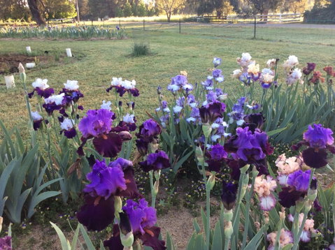 Riverina Iris Farm Open Garden And Iris Display - Accommodation Fremantle 0