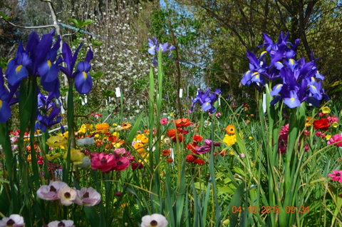 Riverina Iris Farm Open Garden And Iris Display - Accommodation Fremantle 1