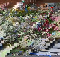 Sapphire Coast Orchid Club Spring Orchid Show - Accommodation Fremantle