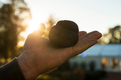 The Truffle Festival - Canberra Region - Accommodation Fremantle 0
