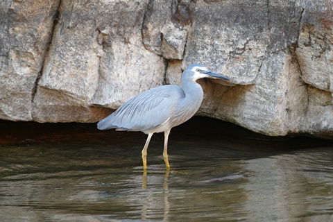 2020 Katherine Bird Festival - Accommodation Fremantle 1