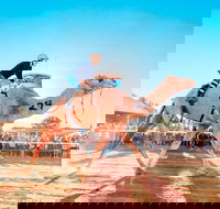 Boulia Camel Races - Accommodation Fremantle