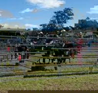 Dungog Team Penning - Accommodation Fremantle