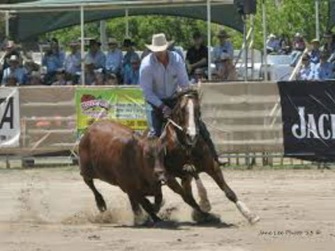 Dungog Team Penning - Accommodation Fremantle 1