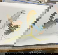 Ink  Watercolour Wash Illustration Workshop - Accommodation Fremantle