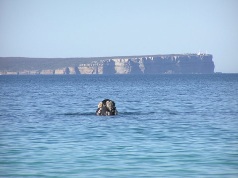 Jervis Bay's Sydney To Hobart Experience - Accommodation Fremantle 0