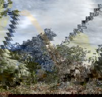 Lost Sanctuary at Healesville Sanctuary - Accommodation Fremantle