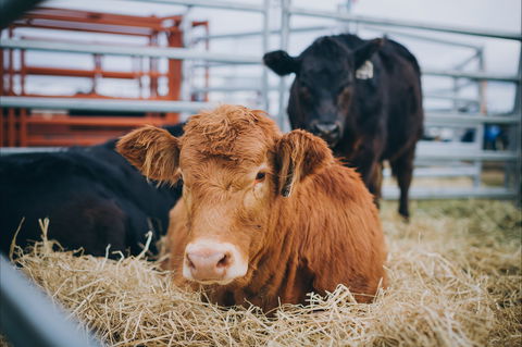 Mudgee Small Farm Field Days - Accommodation Fremantle 2