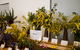Pomonal Native Flower Show - thumb 0