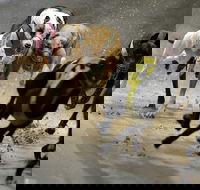 Twilight Greyhound Racing - Accommodation Fremantle