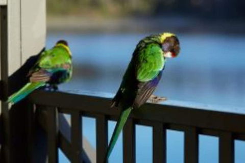 RAC Karri Valley Resort - Accommodation Fremantle 3