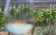 Every Man & His Dog Vineyard - thumb 4