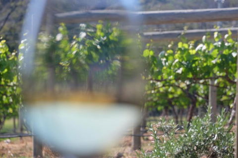 Every Man & His Dog Vineyard - Accommodation Fremantle 4
