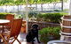 Every Man & His Dog Vineyard - thumb 7