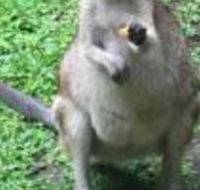 Bluewater Bed  Breakfast Cairns - Accommodation Fremantle
