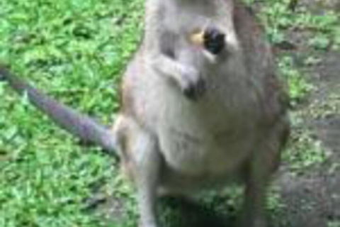Bluewater Bed & Breakfast Cairns - Accommodation Fremantle 0