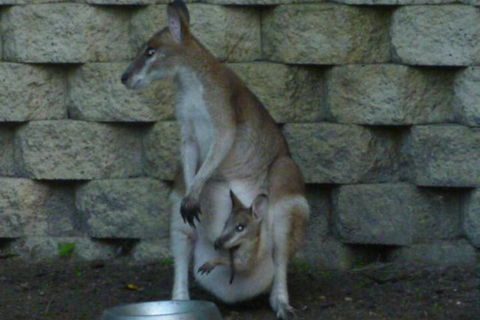 Bluewater Bed & Breakfast Cairns - Accommodation Fremantle 7