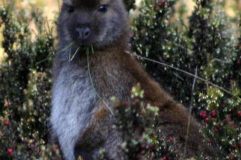 Wombat Cabin - Accommodation Fremantle 6