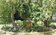 Bellamona - thumb 5
