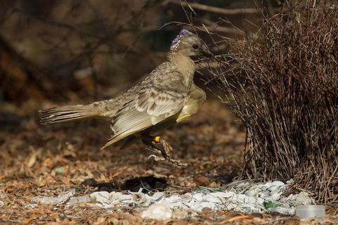 Broome Bird Observatory - Accommodation Fremantle 7